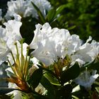 Rhododendronblüten