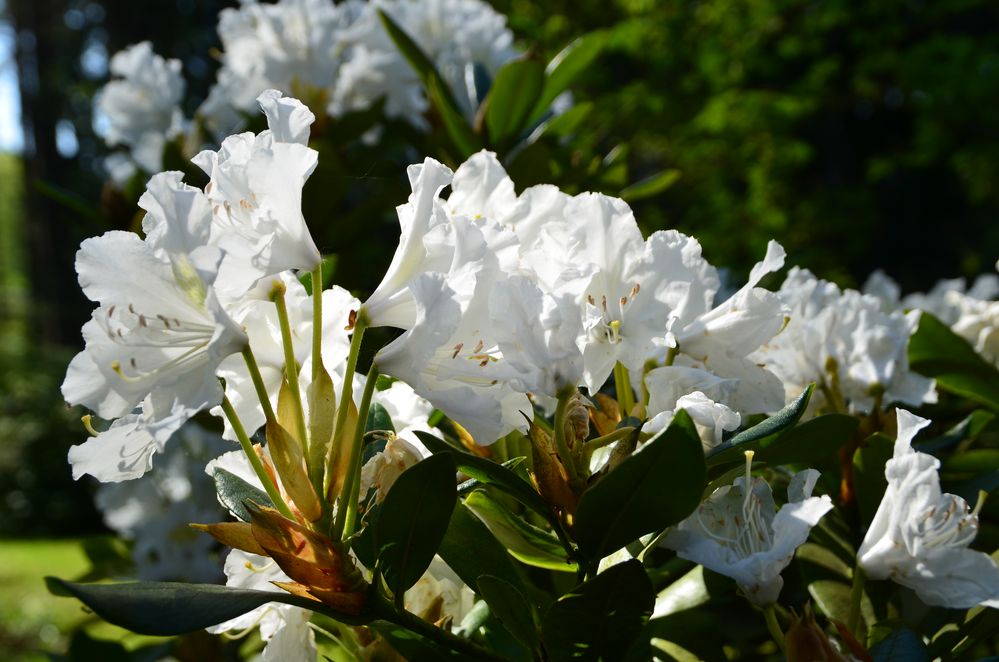 Rhododendronblüten