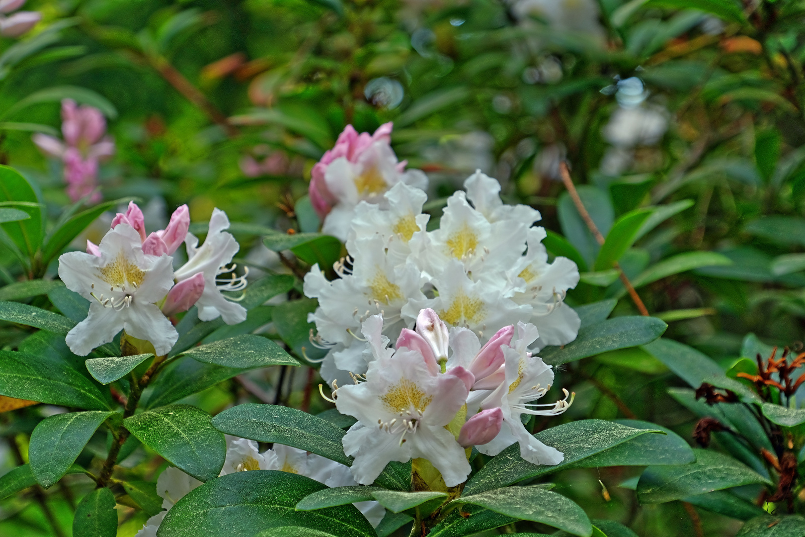 Rhododendronblüten 