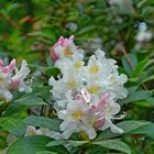 Rhododendronblüten 