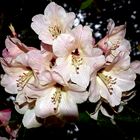 Rhododendronblüten (3)
