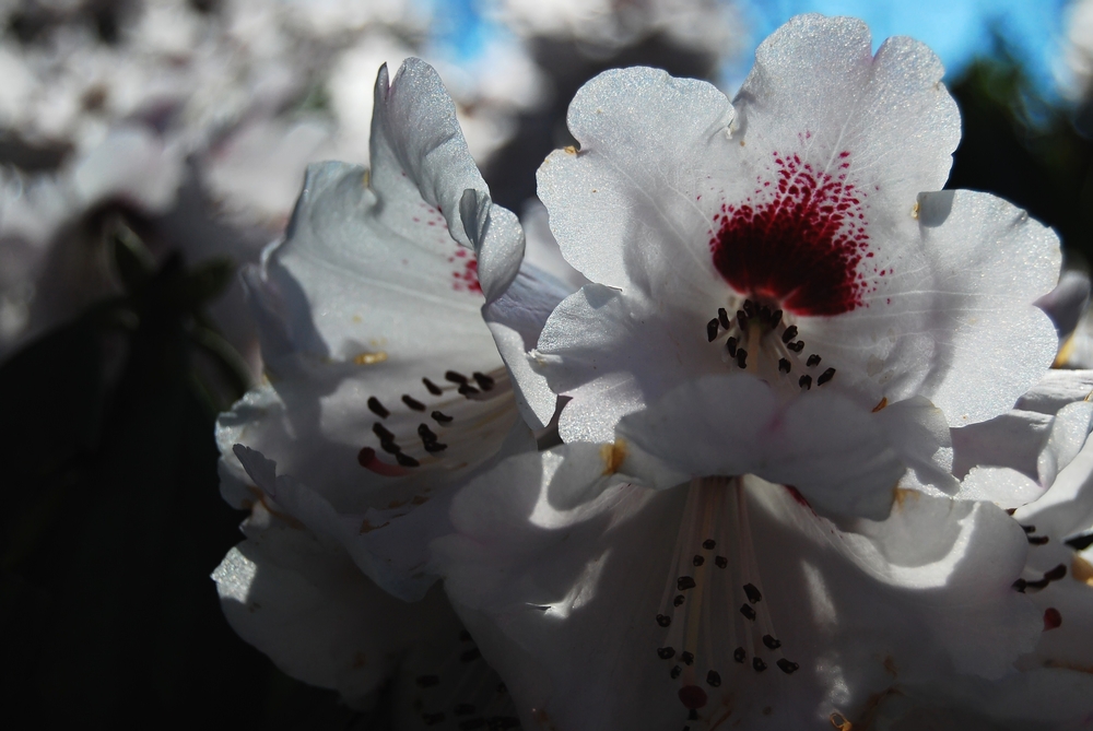 Rhododendronblüten