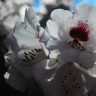 Rhododendronblüten