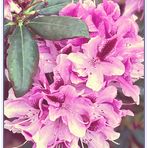 Rhododendronblüten