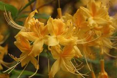 Rhododendronblüten 