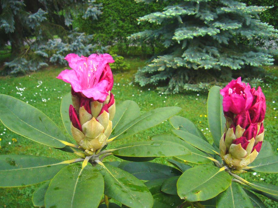 Rhododendronblüten