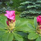 Rhododendronblüten