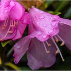 Rhododendronblüten ...