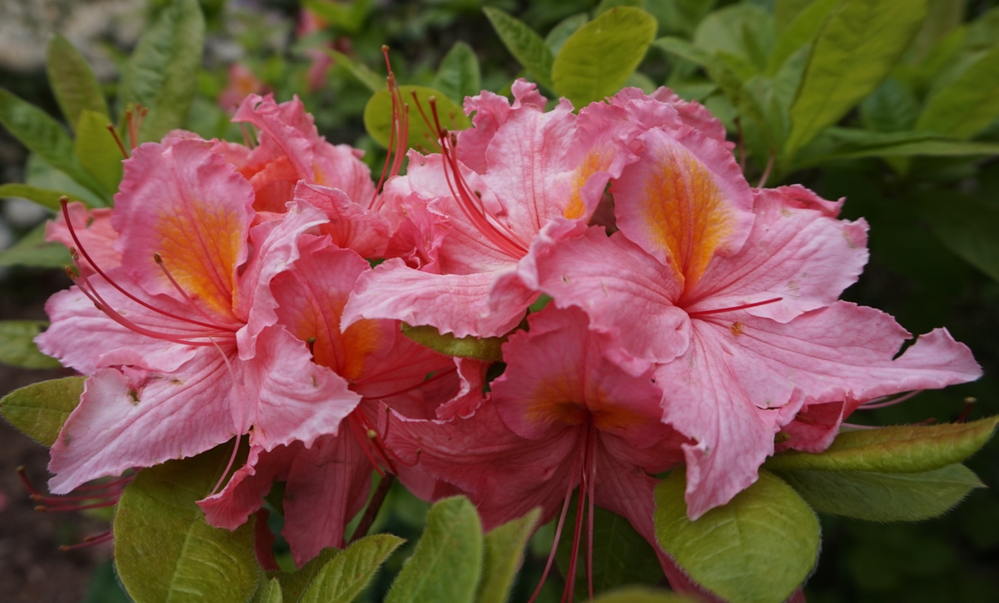 Rhododendronblüten