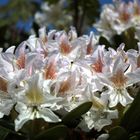 Rhododendronblüten