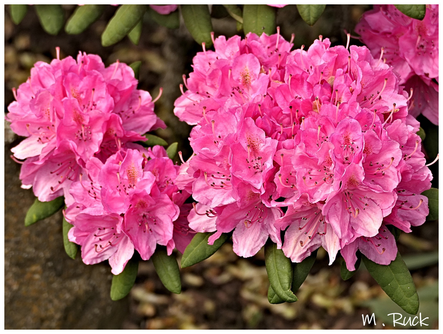 Rhododendronblüten 