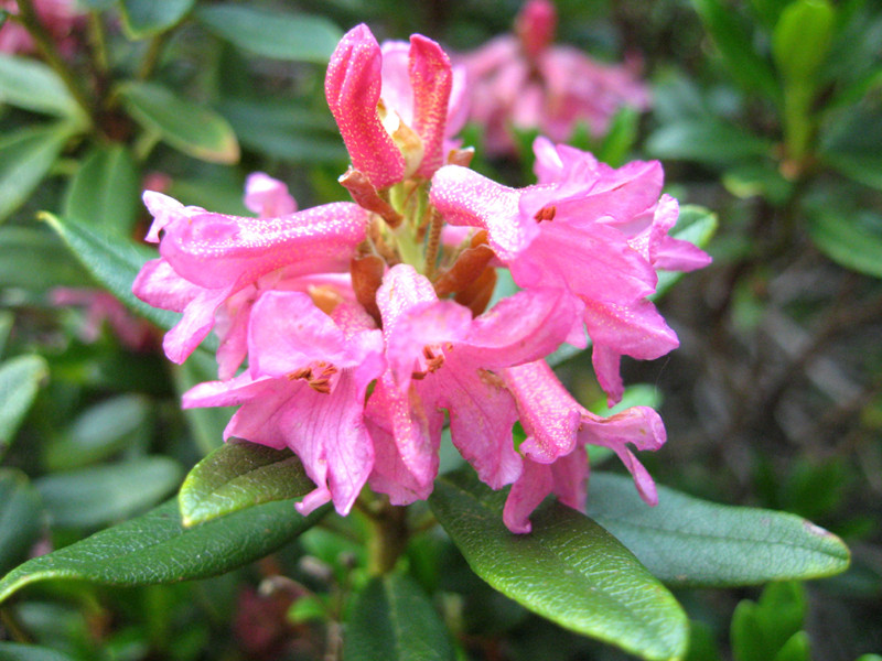 Rhododendronblüten