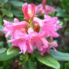 Rhododendronblüten