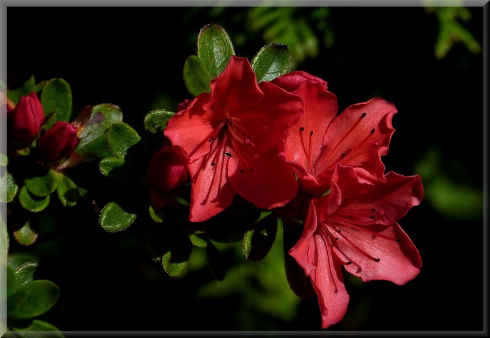 Rhododendronblüten