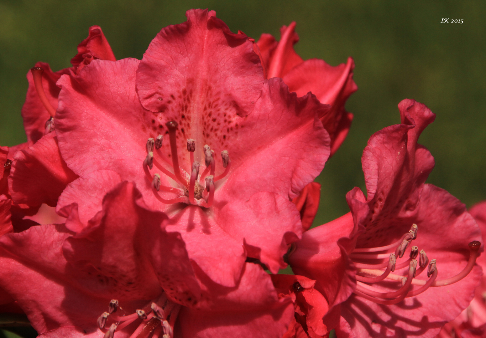 Rhododendronblüten