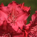 Rhododendronblüten