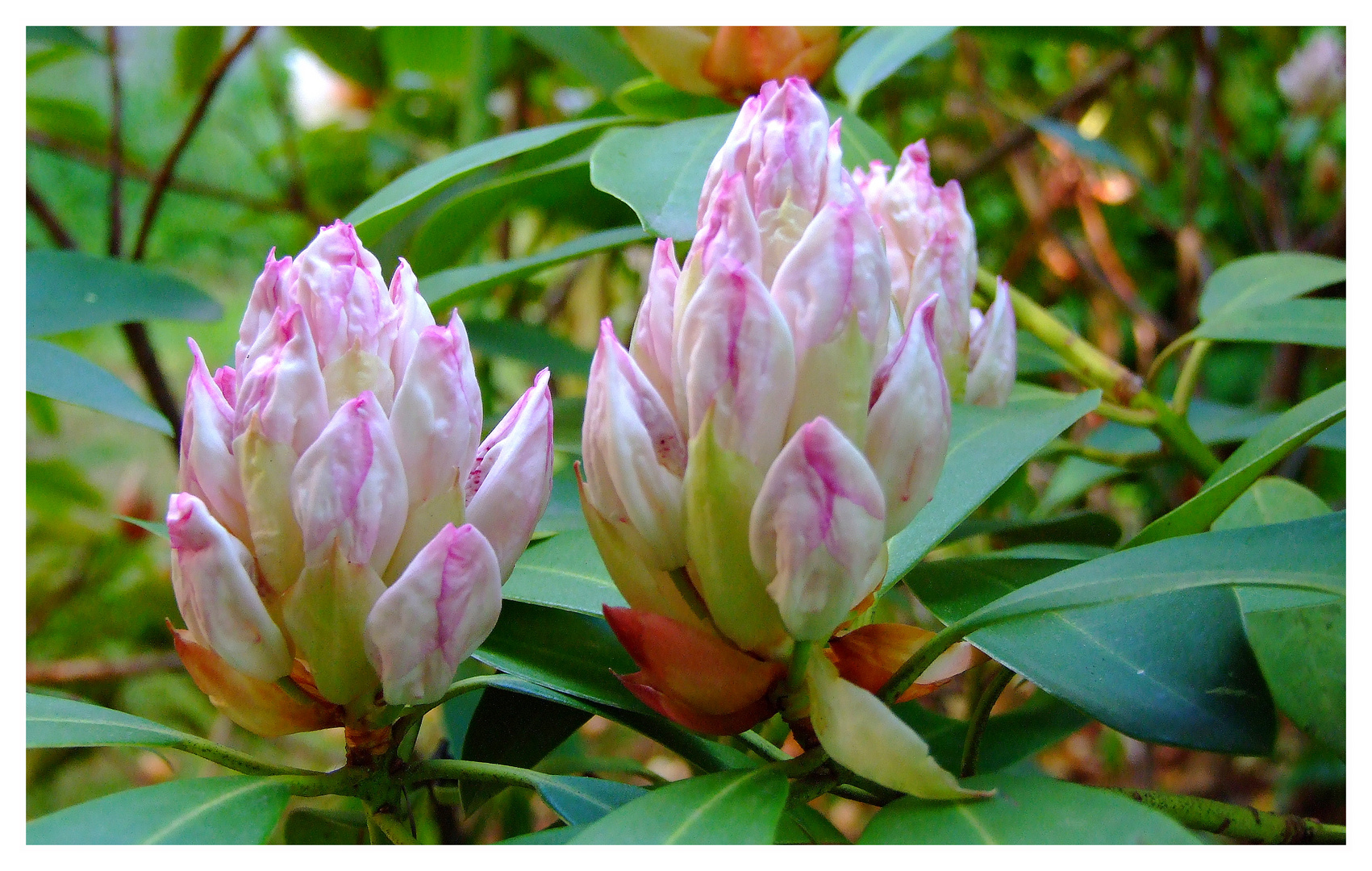 Rhododendronblüten