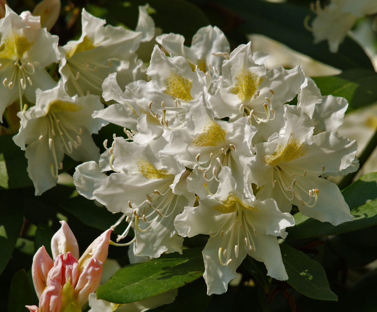 rhododendronblüten