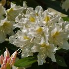 rhododendronblüten