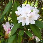 Rhododendronblüten