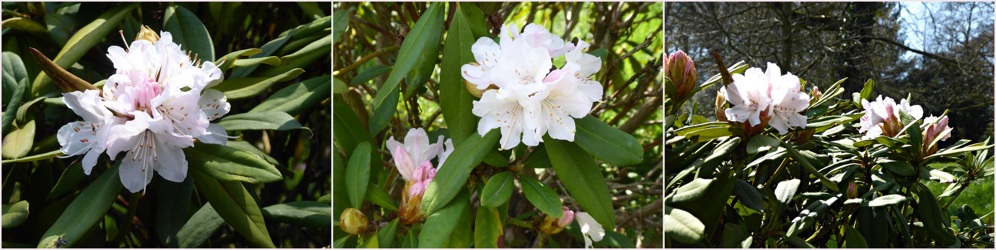 Rhododendronblüten