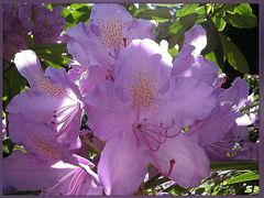 Rhododendronblüten