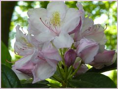 Rhododendronblüten...