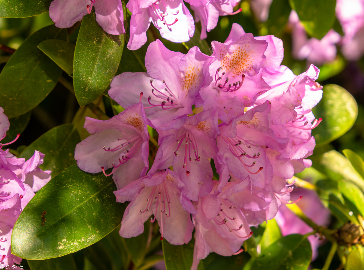 Rhododendronblüten  