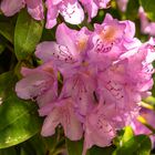 Rhododendronblüten  