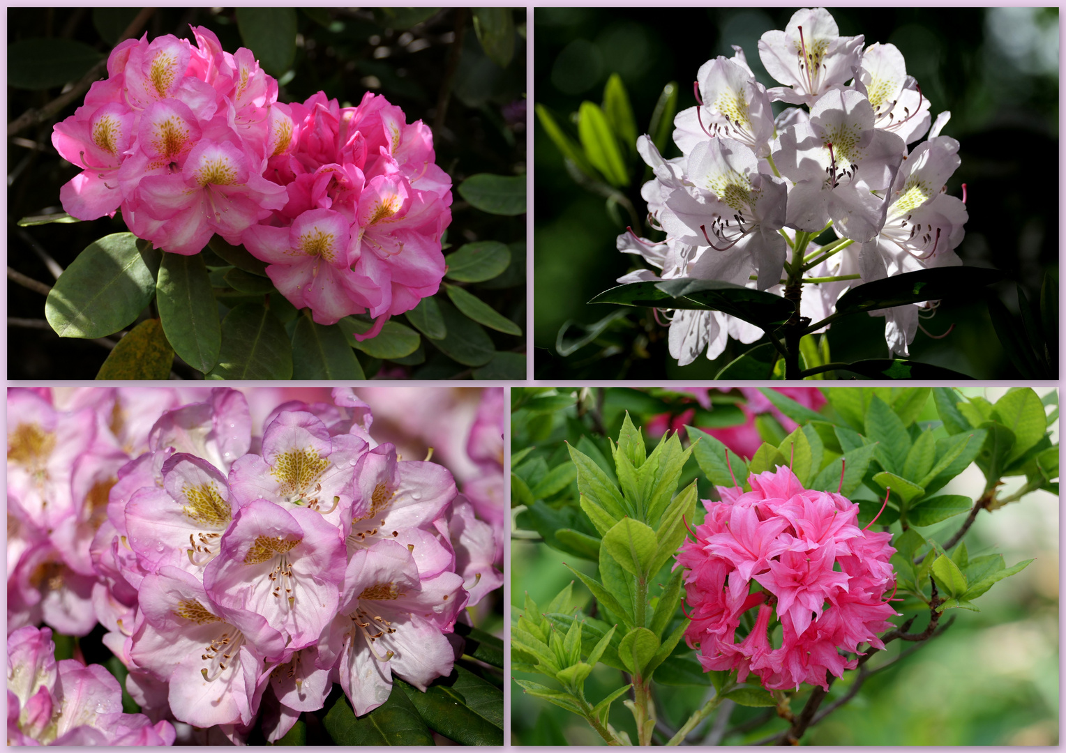 Rhododendronblüten