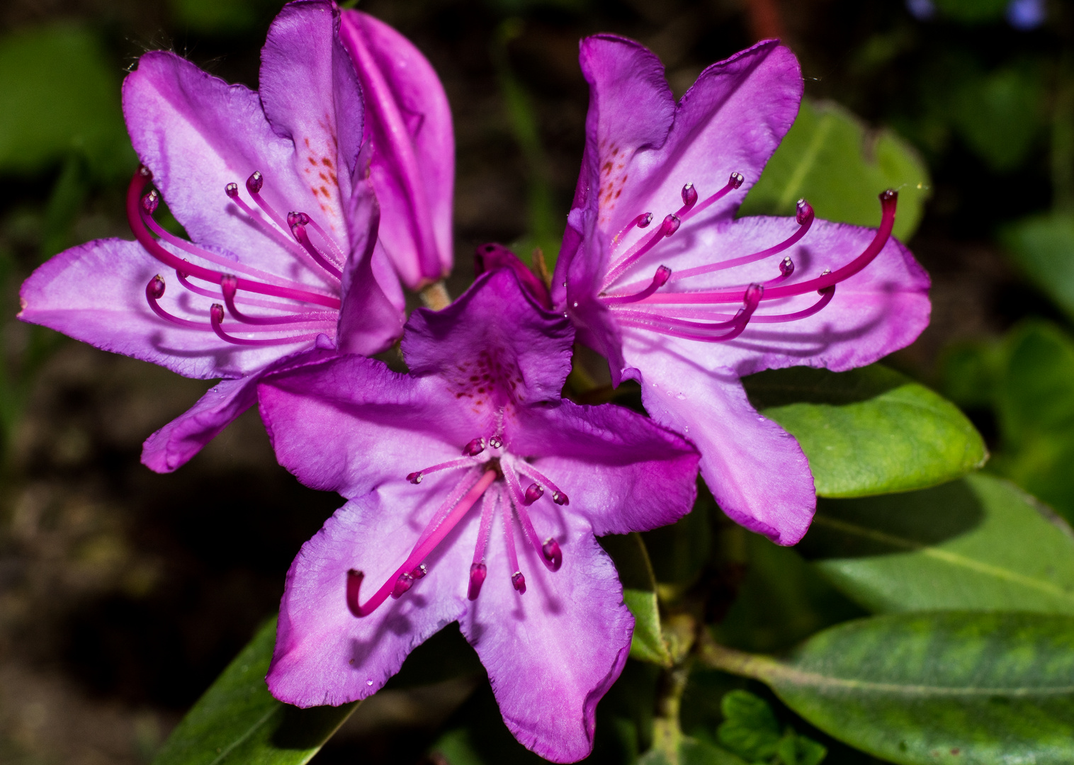 Rhododendronblüten