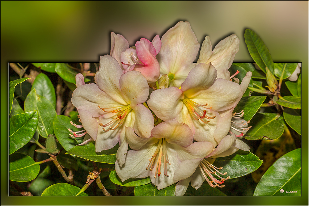 Rhododendronblüten