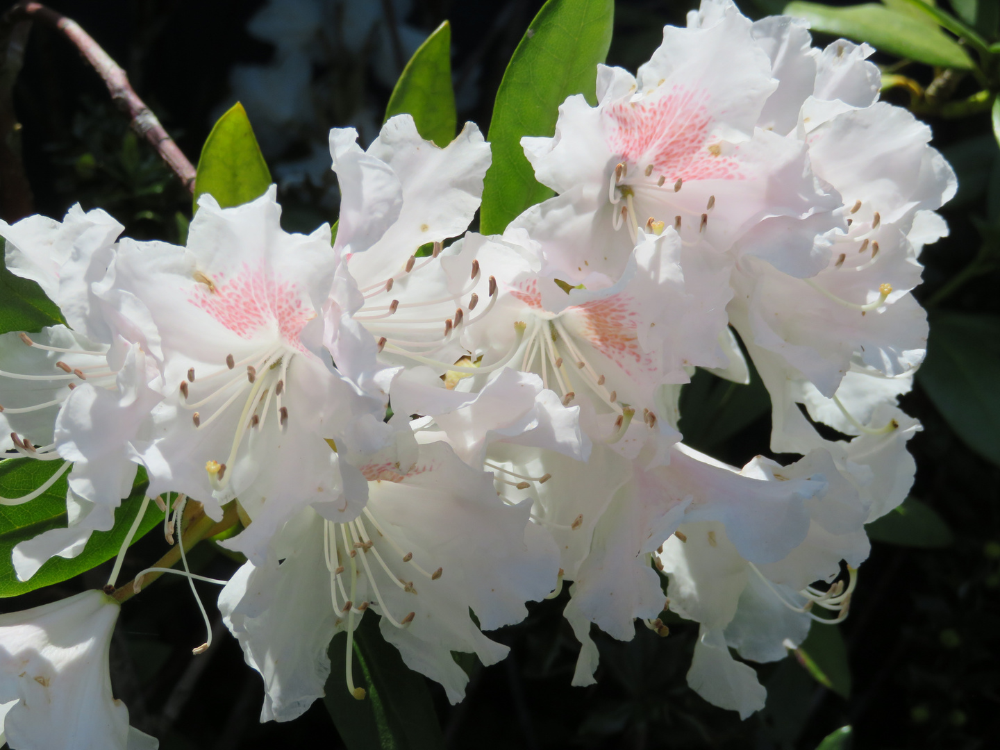 Rhododendronblüten