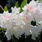 Rhododendronblüten