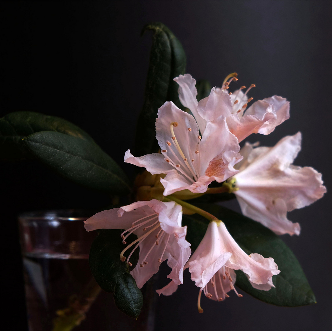 Rhododendronblüten