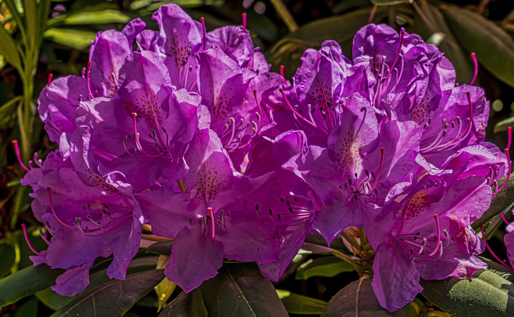 Rhododendronblüten