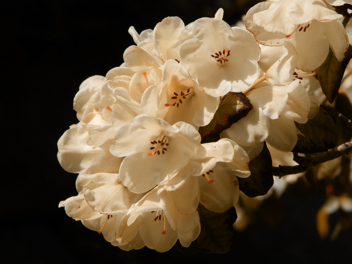 Rhododendronblüten