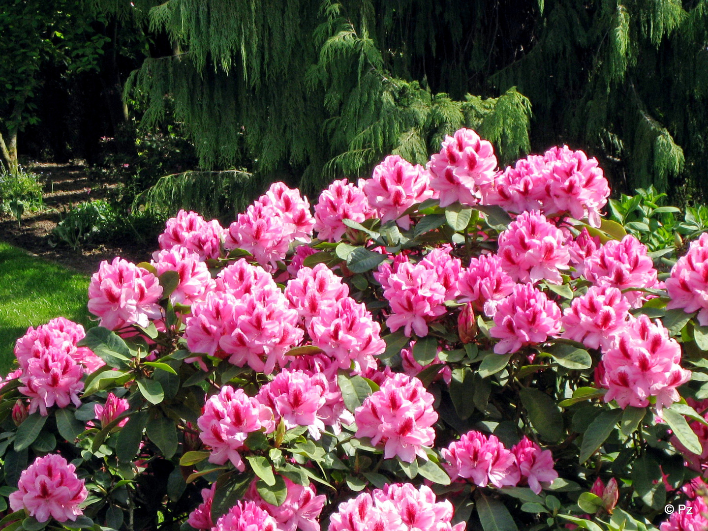 Rhododendronblüten ...