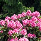 Rhododendronblüten ...