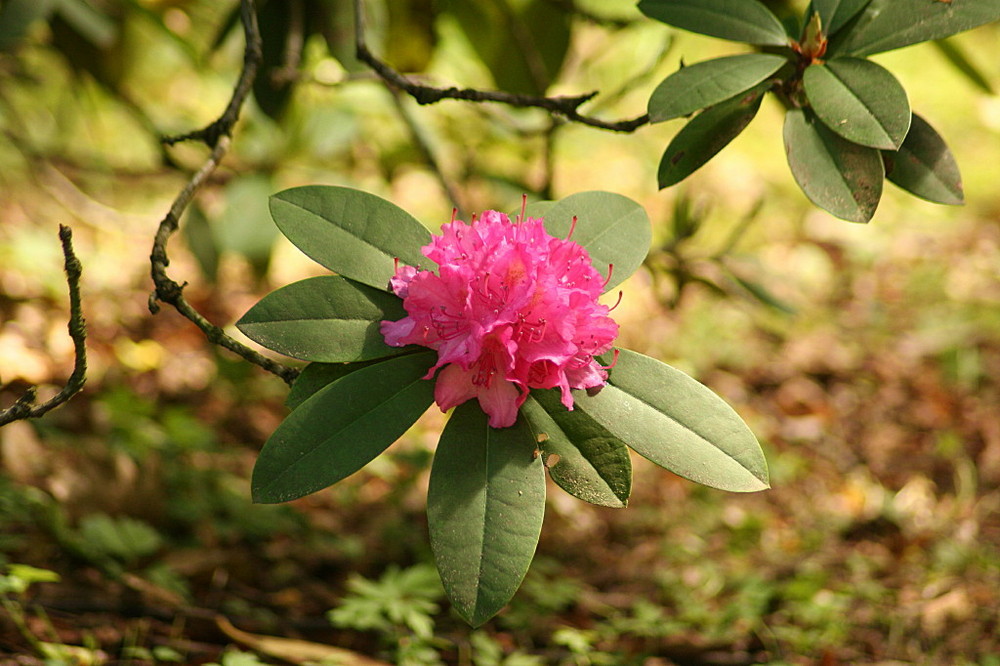 Rhododendronblüten