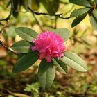 Rhododendronblüten