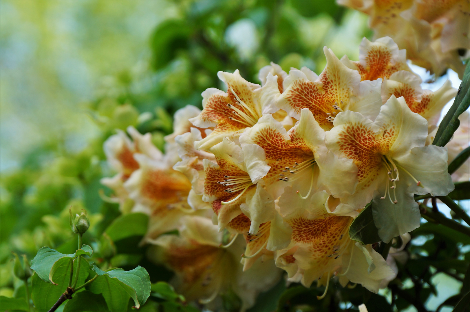 Rhododendronblüten ...