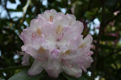 Rhododendronblüten