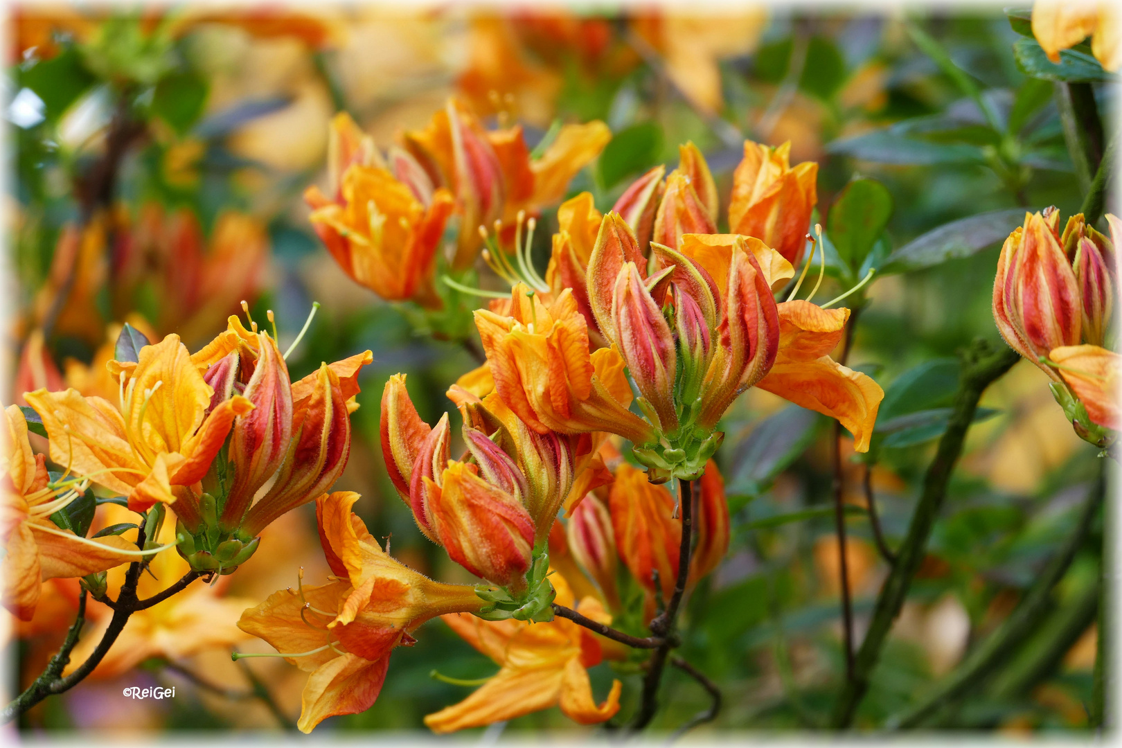 Rhododendronblüten gelb