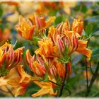 Rhododendronblüten gelb