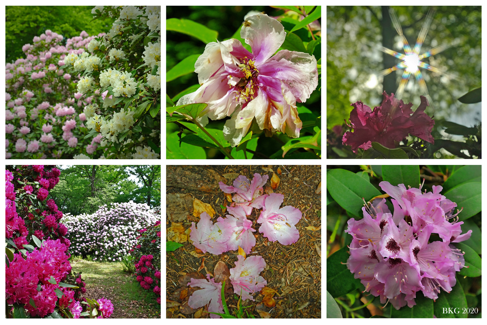 Rhododendronblüten im Park Heilanstalt Tannefeld 