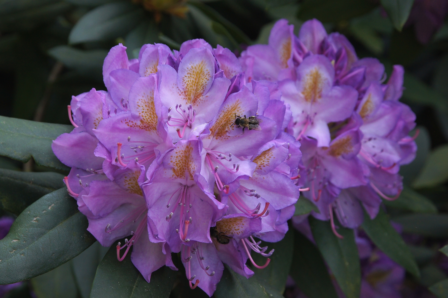 Rhododendronblüten im Wolfsgarten (2)