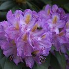 Rhododendronblüten im Wolfsgarten (2)