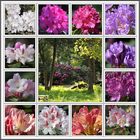 Rhododendronblüten in allen Farben.......