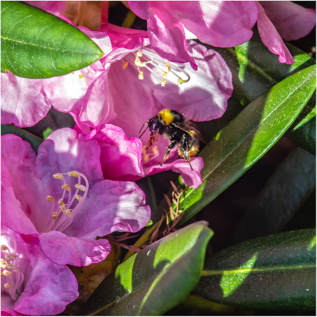 Rhododendronblüten mit Besuch